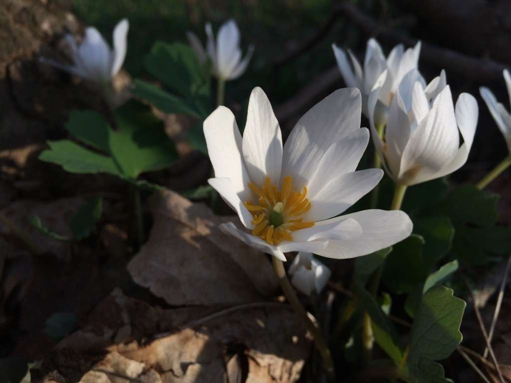 Communicating with Plants Remainder