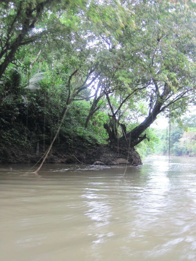 Brown River with Trees and plants on bank, showing where the Tiputini Pugyo Spirit Essence was made.